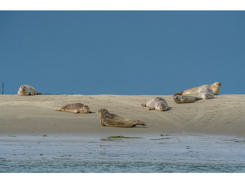 Renesse, Bongerd 6 - Image 20