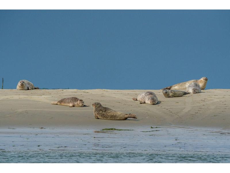 Renesse, Horizon 35 - Image 21