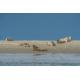 Renesse, Korte Moermondsweg 23-0068 afbeelding 27