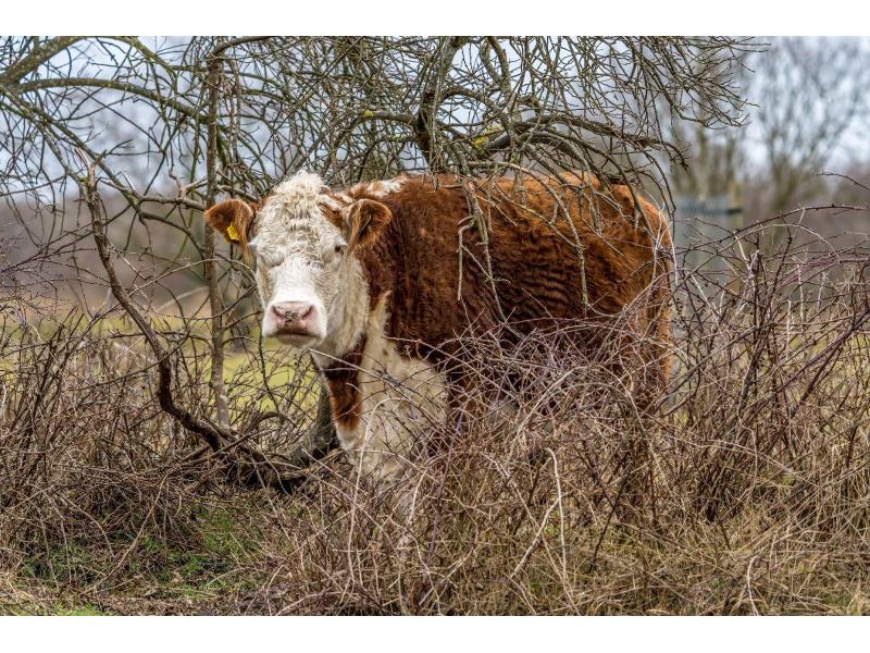 Renesse, 't Ongerepte 54 - Image 17