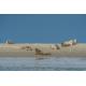 Renesse, Horizon 40 afbeelding 29
