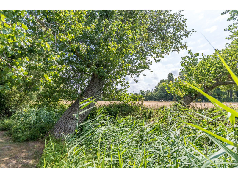 Renesse, Duinoord 3 - De Wilgen - Image 21